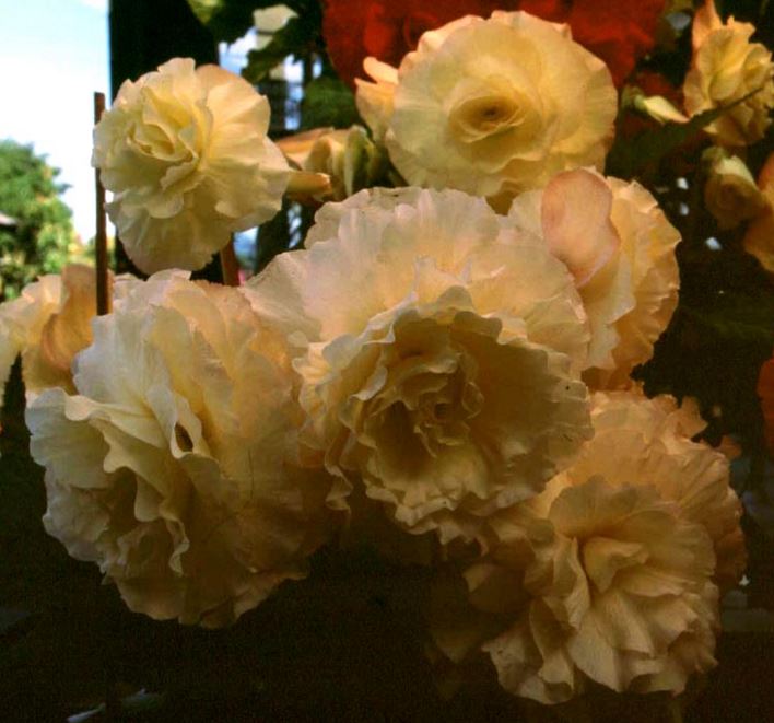 B. ‘Janet’